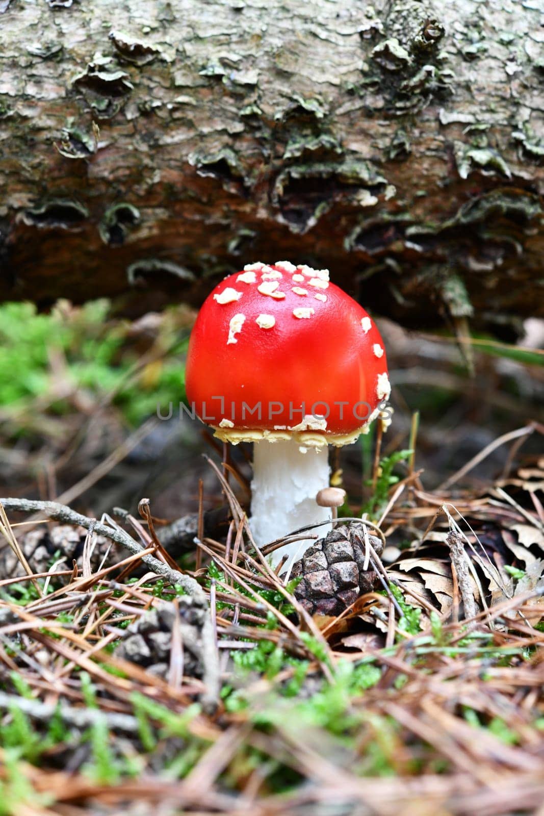 amanita muscaria