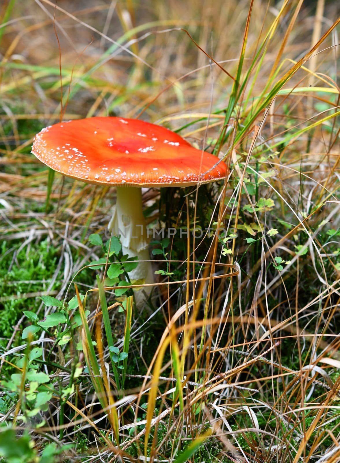amanita muscaria