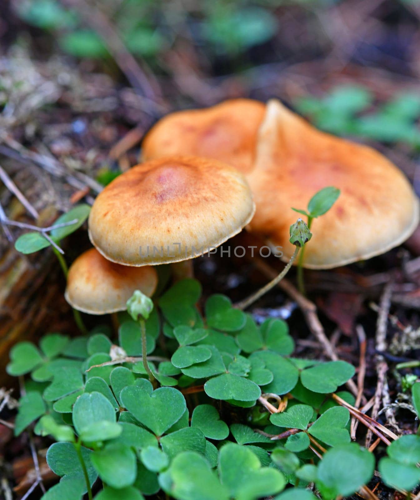 Hypholoma capnoides