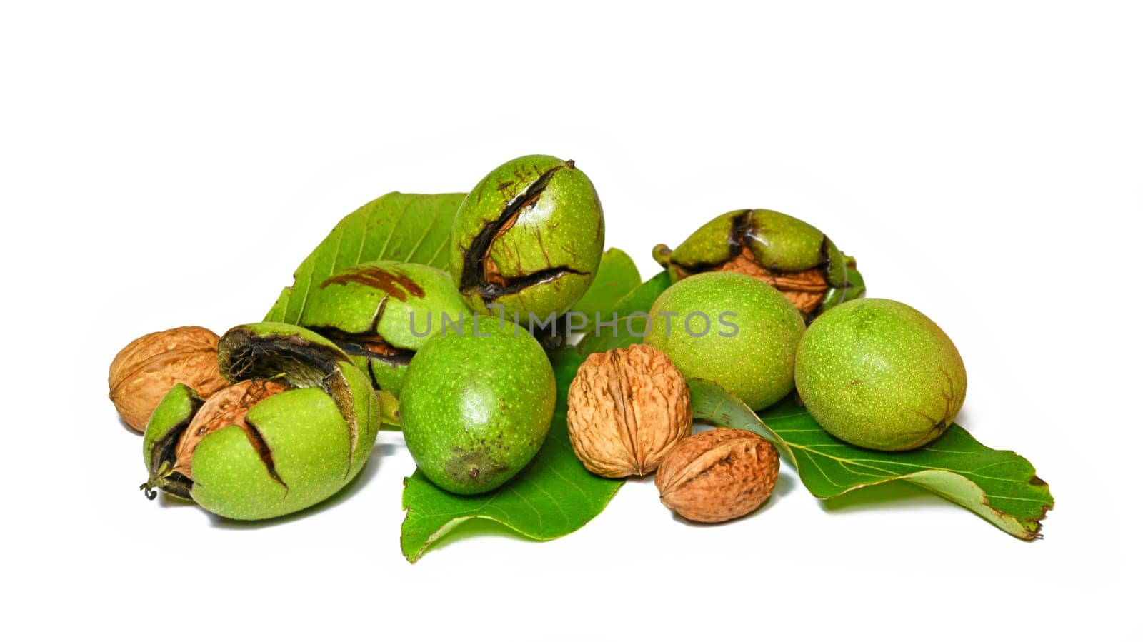 juglans