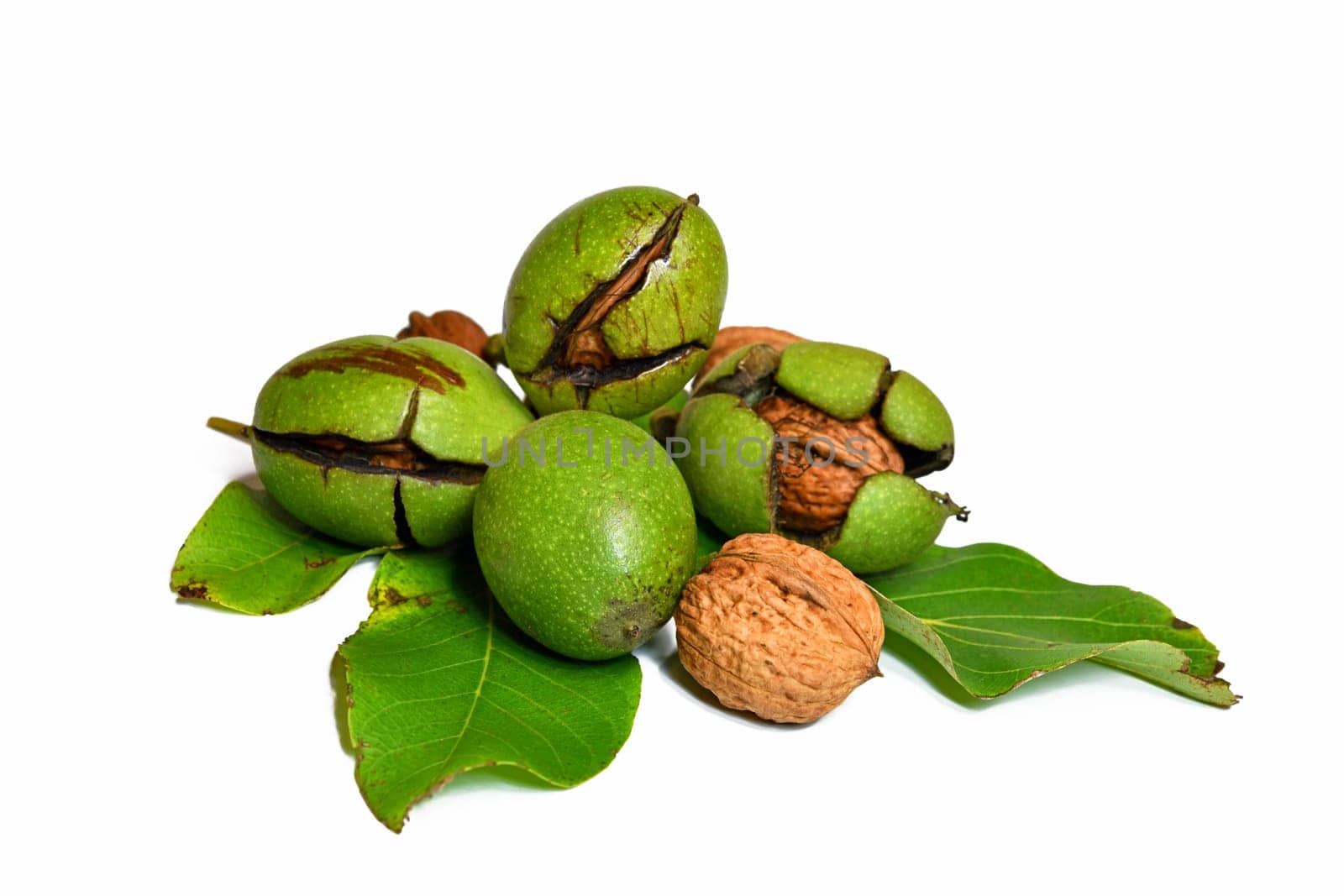 juglans