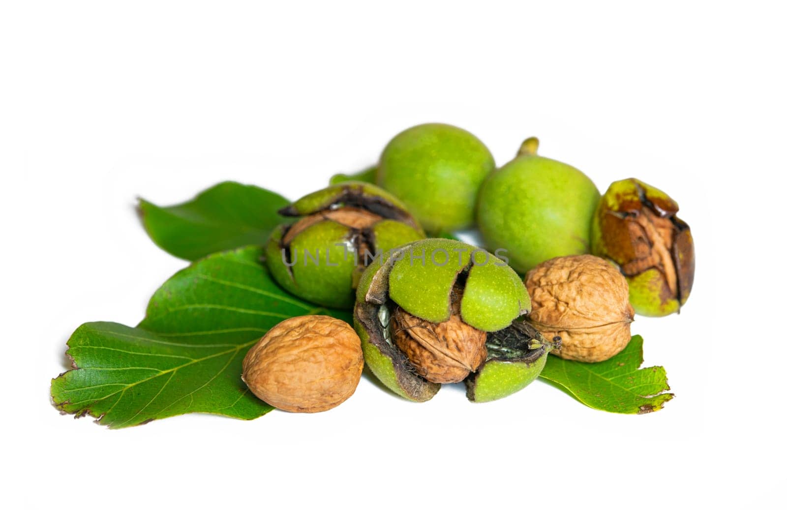 juglans