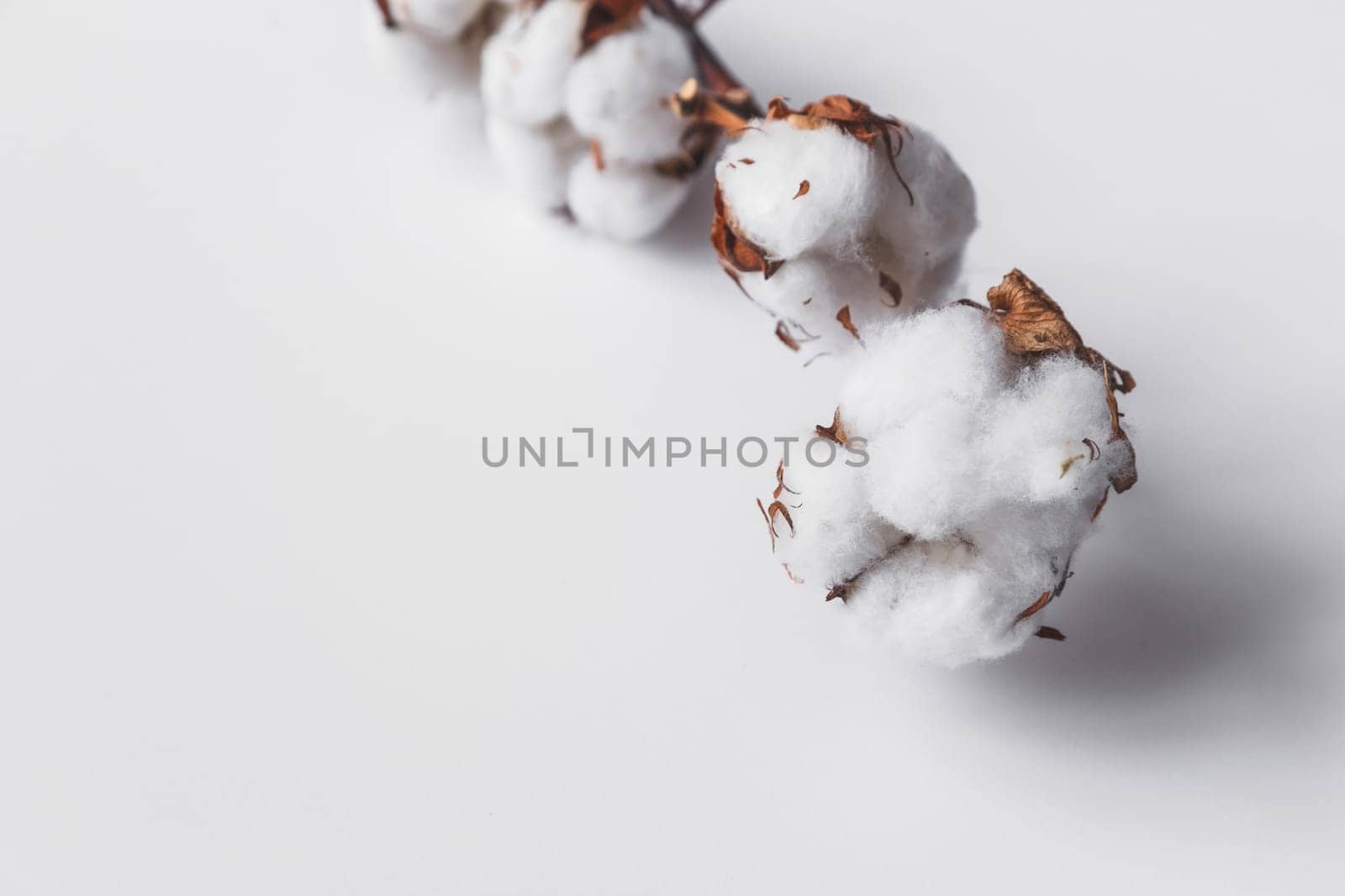 One branch of cotton deadwood on a white isolated background for design.