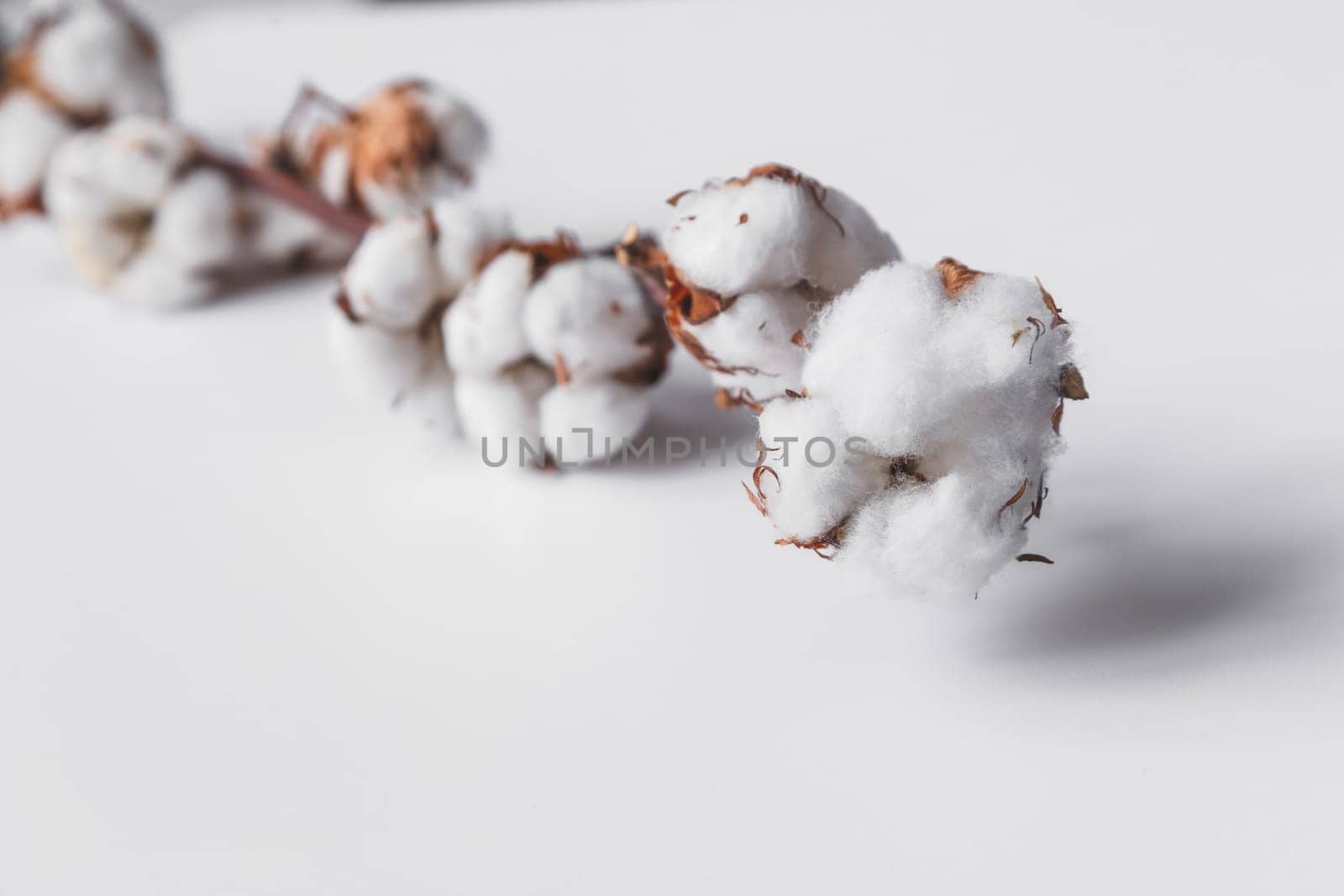 One branch of cotton deadwood on a white isolated background for design.