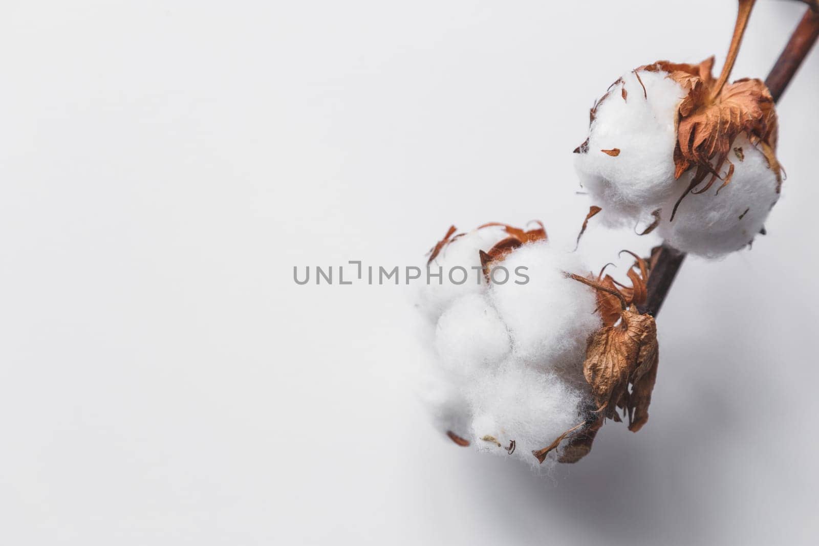One branch of cotton deadwood on a white isolated background for design.