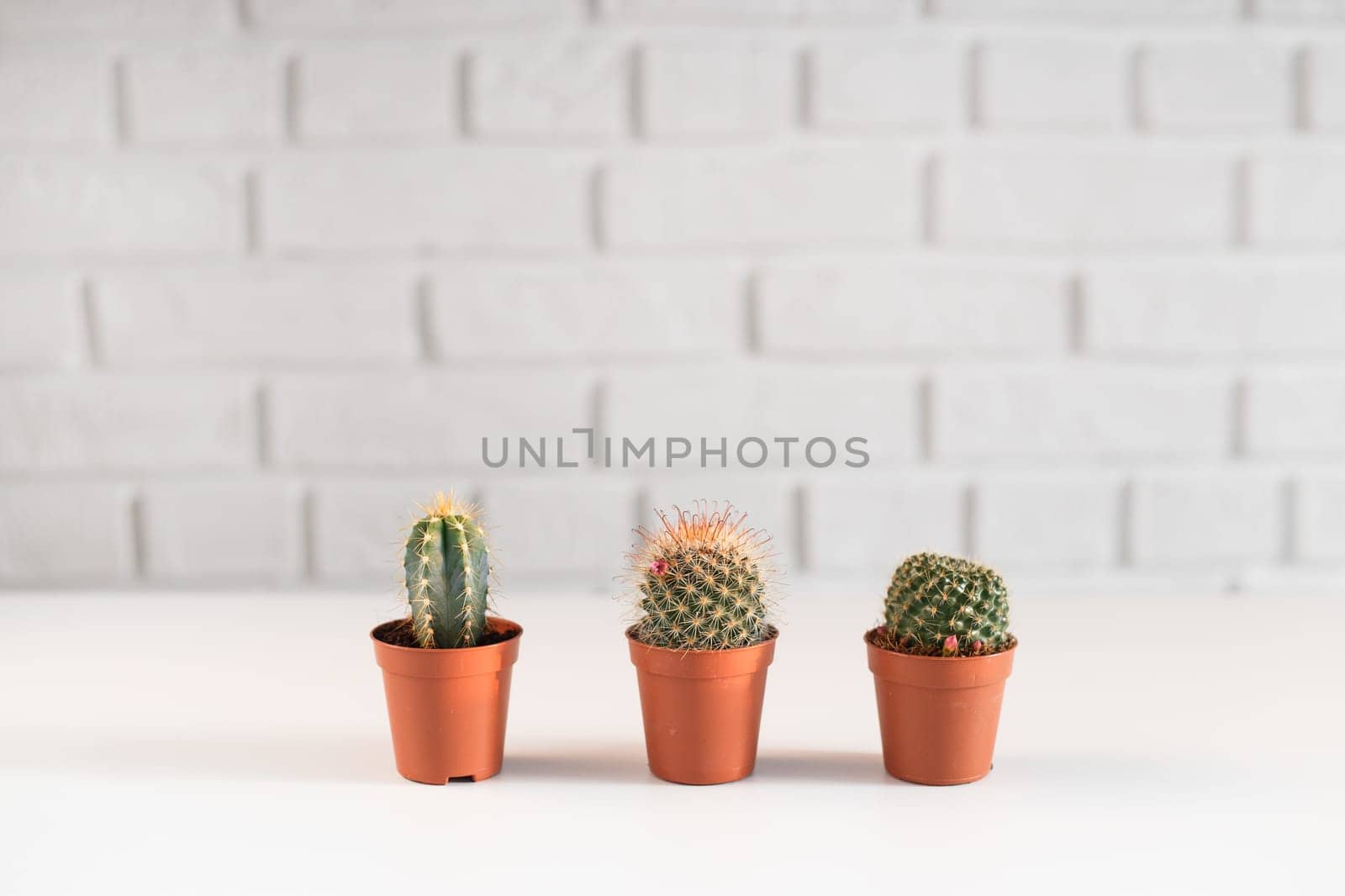 Three small cactuses in a pot, i white interior.