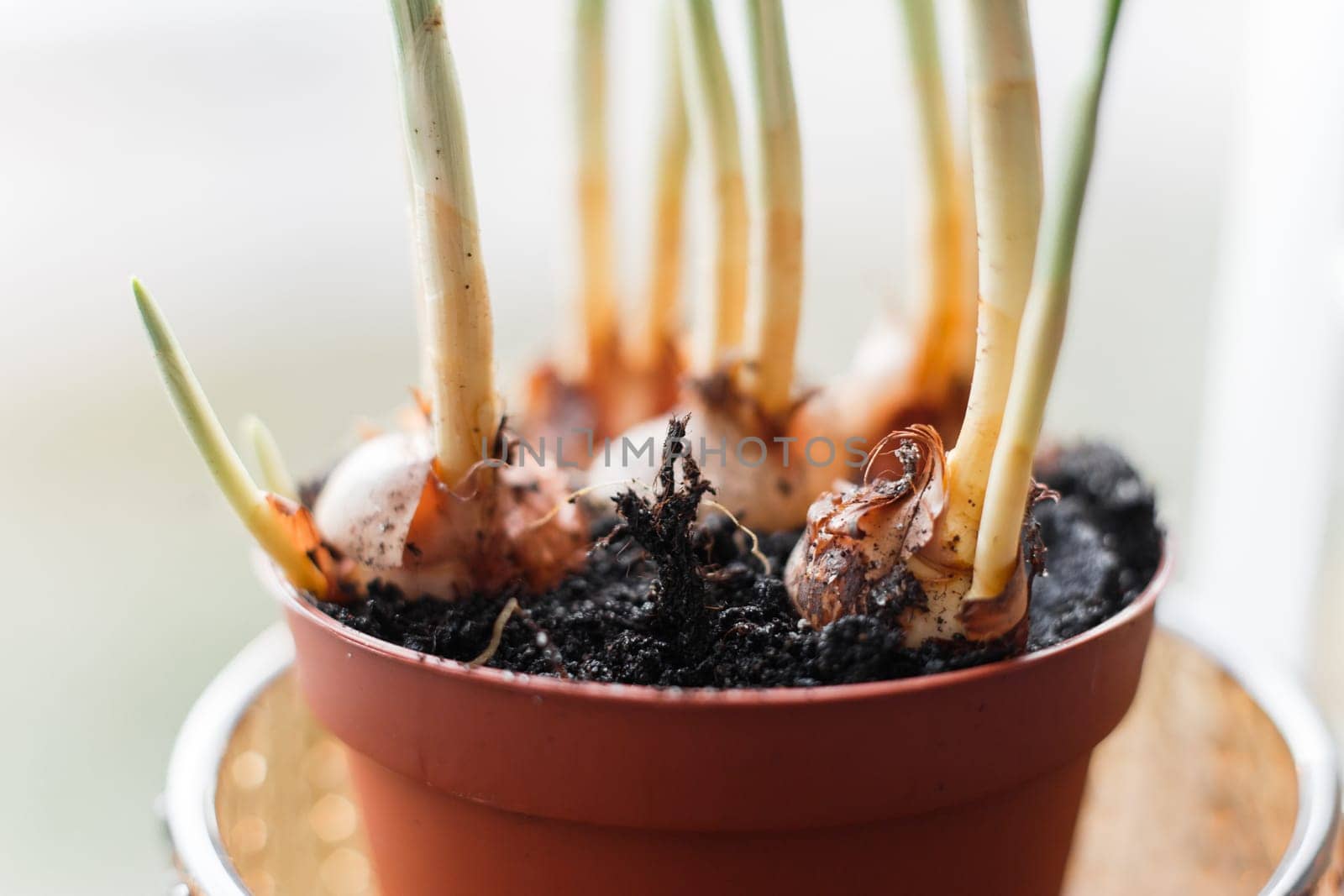Flower bulbs in pots ready for planting in the flowerbed.