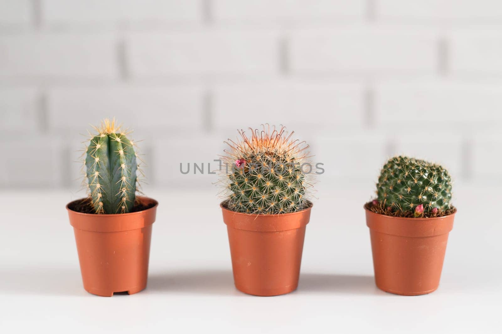Three small cactuses in a pot, i white interior.