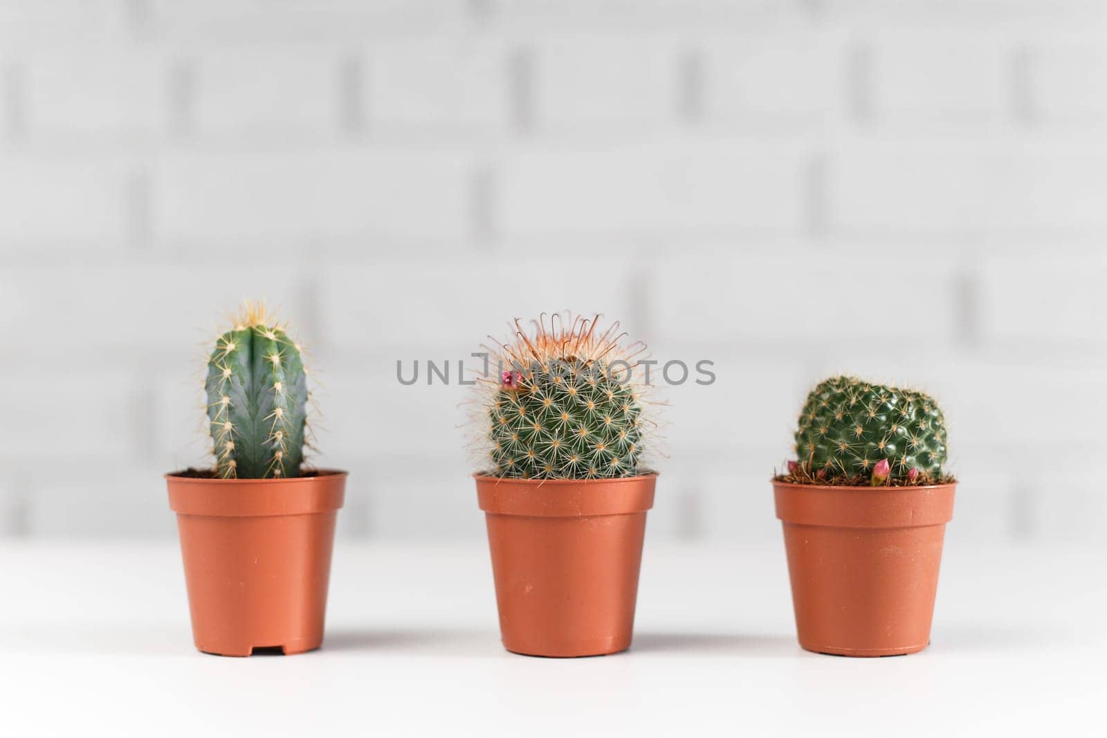 Three small cactuses in a pot, i white interior.