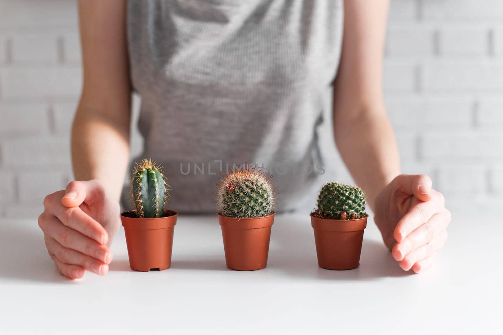 Woman's hands cover up with hands three small cactuses. Growing and caring concept.