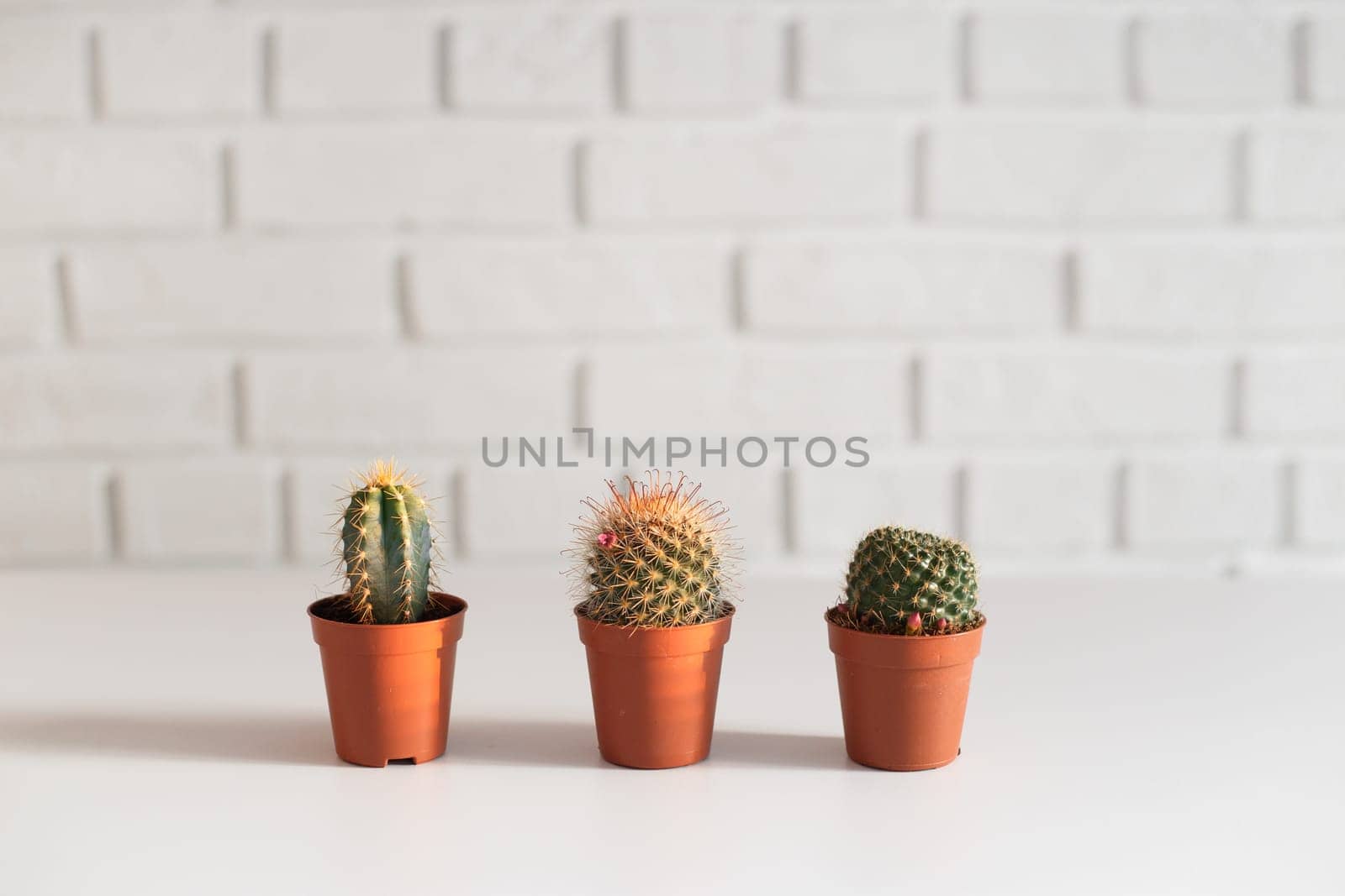 Three small cactuses in a pot, i white interior.
