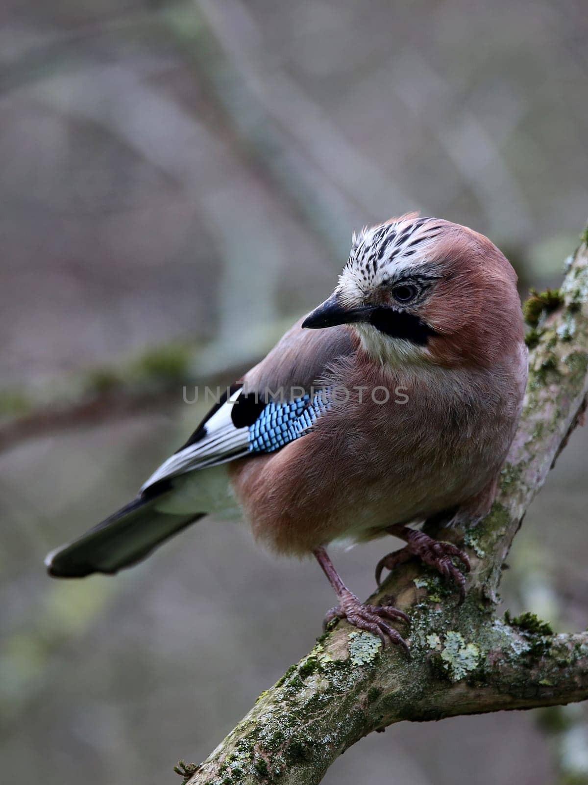 Policeman of the forest Jay Garrulus glandarius
