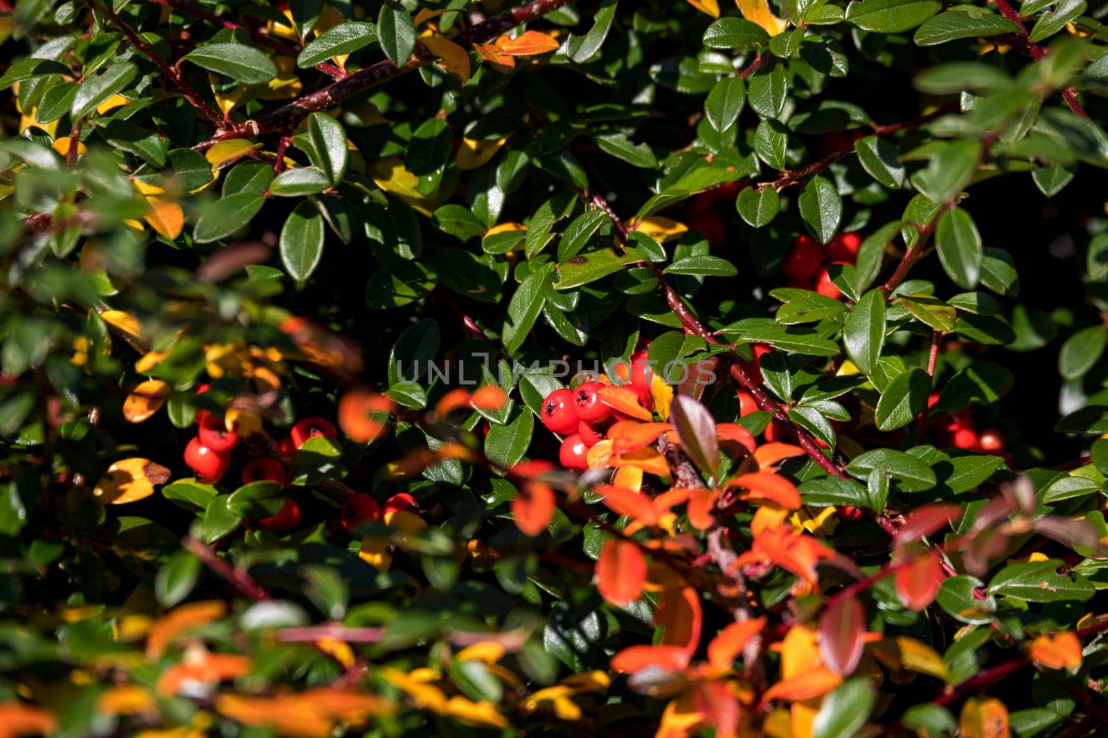 autumn fall natural background with red gaultheria berries