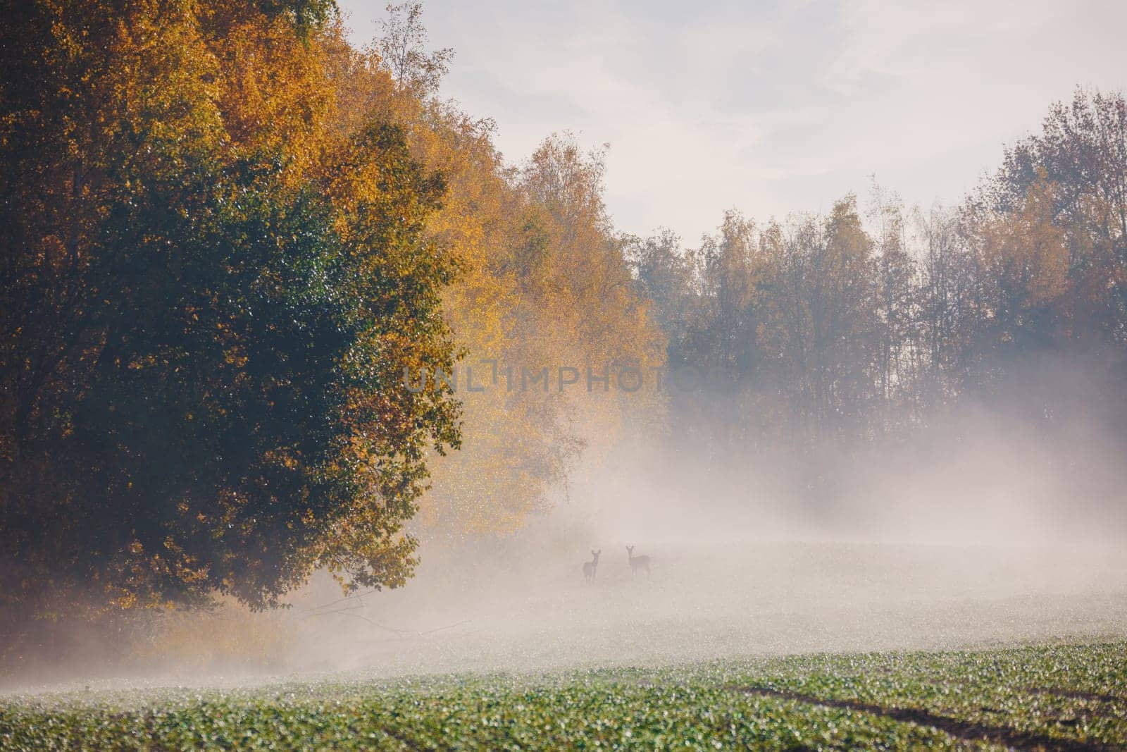 European roe deer (Capreolus capreolus), graze on a green meadow behind woodland, fall weather with mist. Czech Republic Europe wildlife