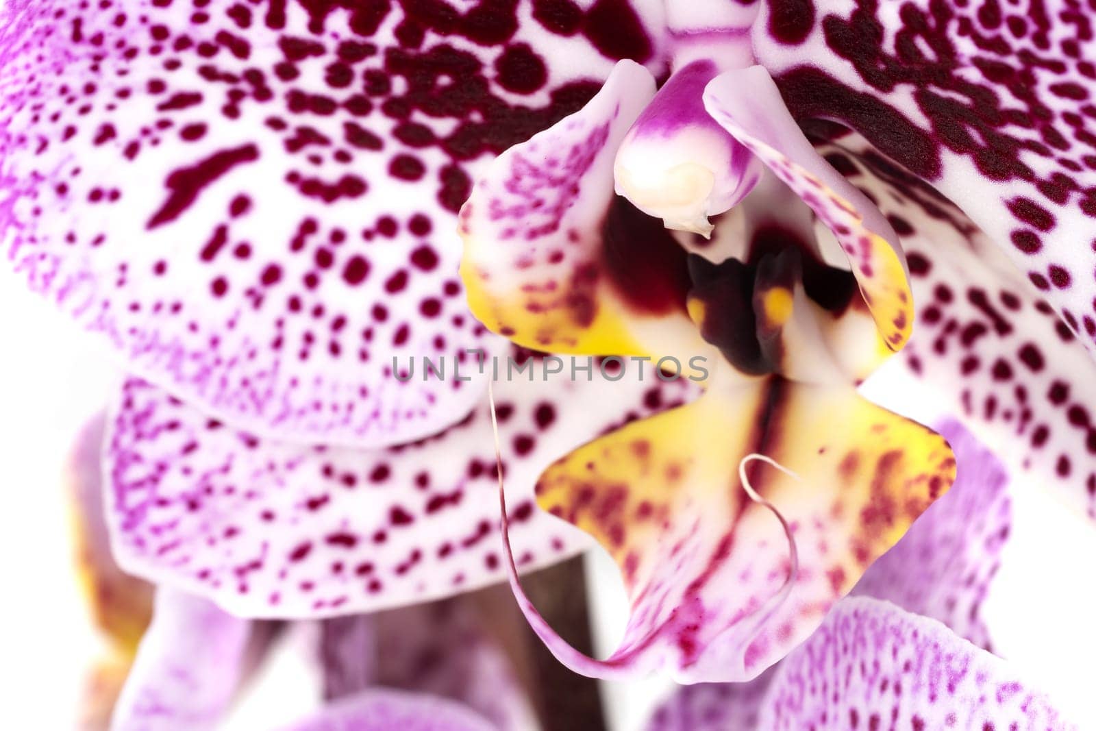 Orchid Purple Macro, close up and studio shot of tropical flower