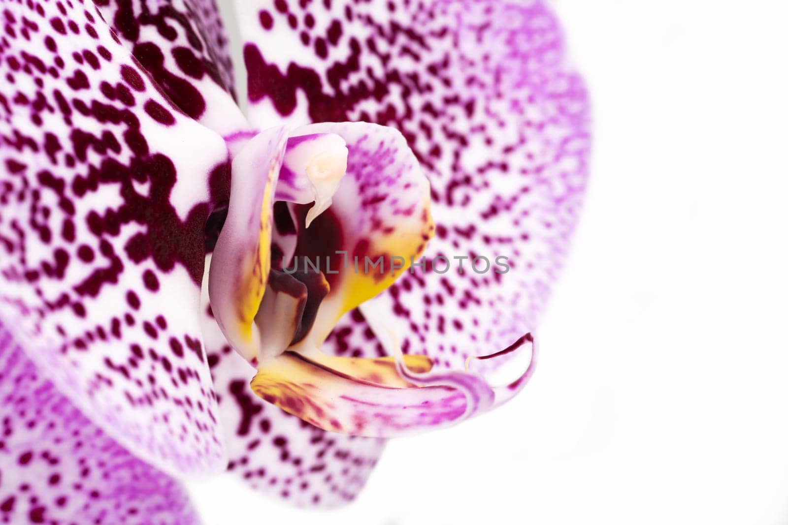 Orchid Purple Macro, close up and studio shot of tropical flower