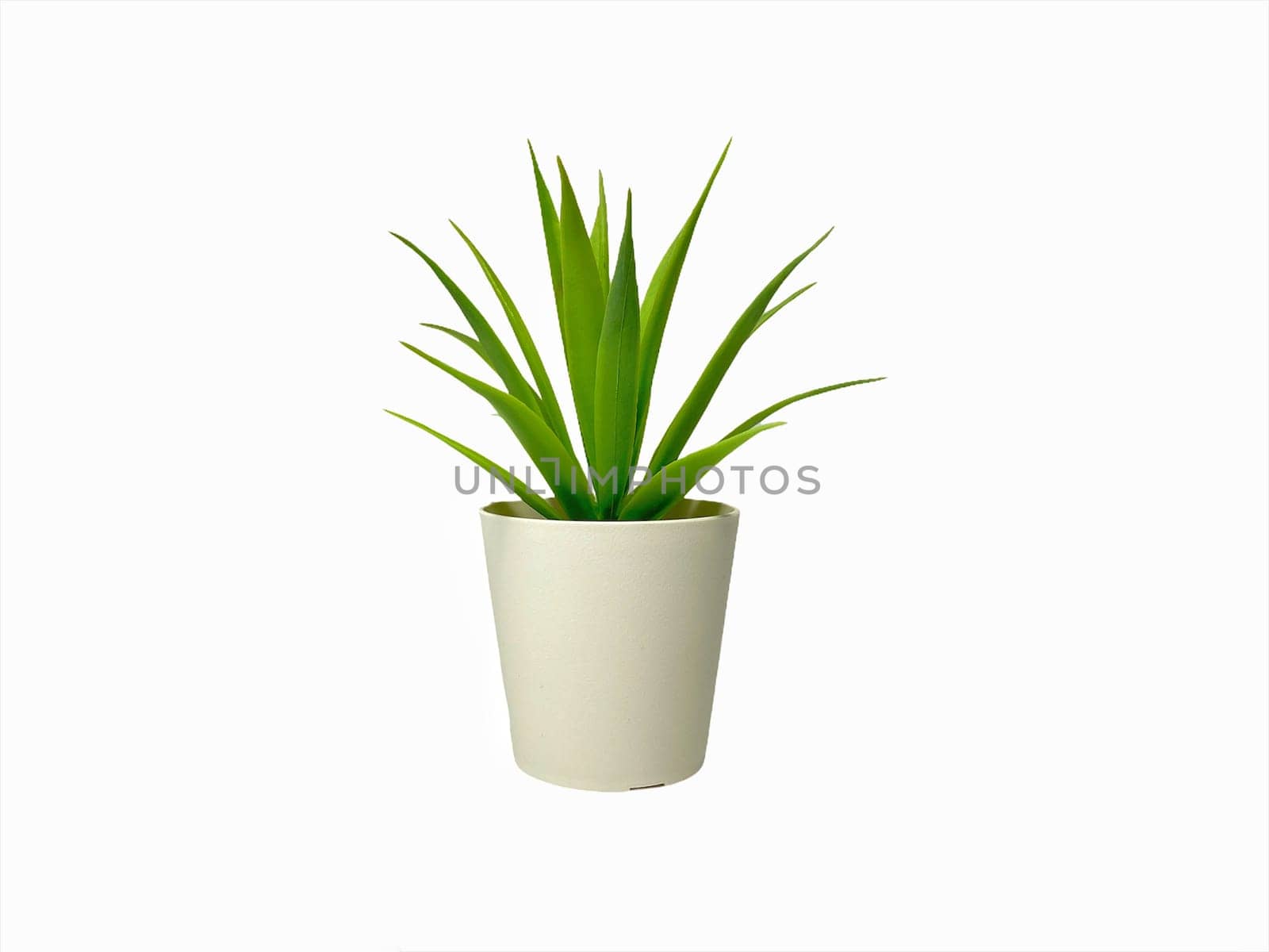 Green Plant Interior of grass decoration or fake plant isolated on white background