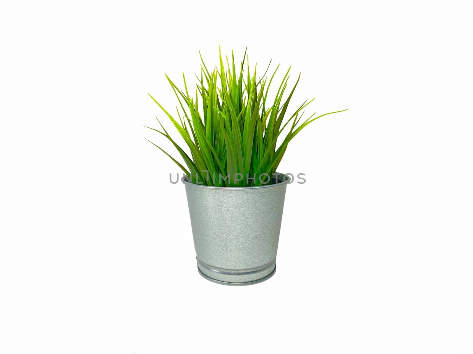 Green Plant Interior of grass decoration or fake plant isolated on white background