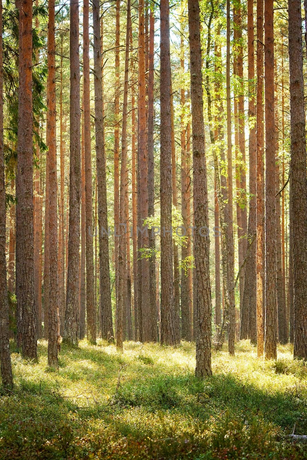 Pine forestPine forest on sunny day in Estonia