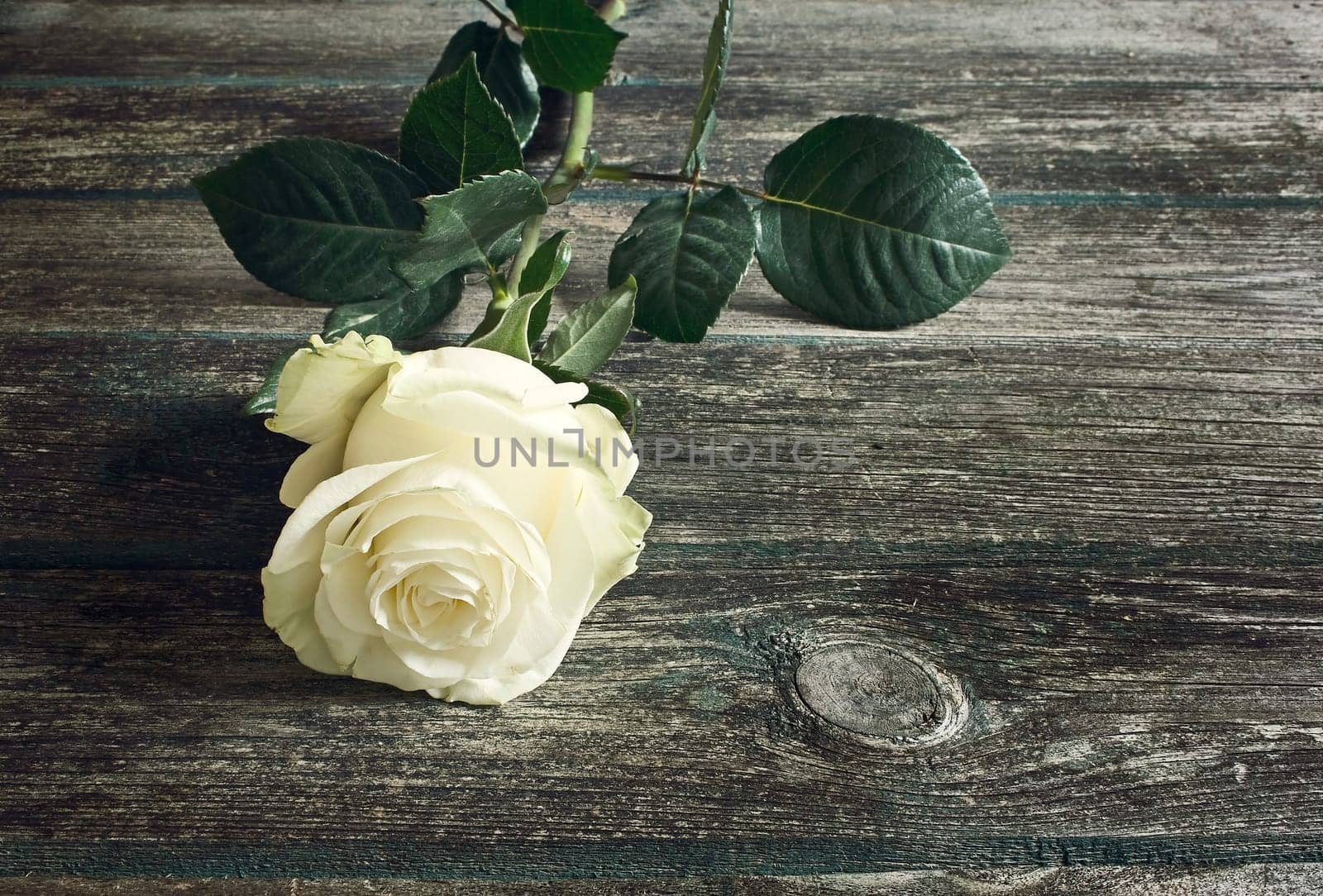 white roses on old weathered wooden background