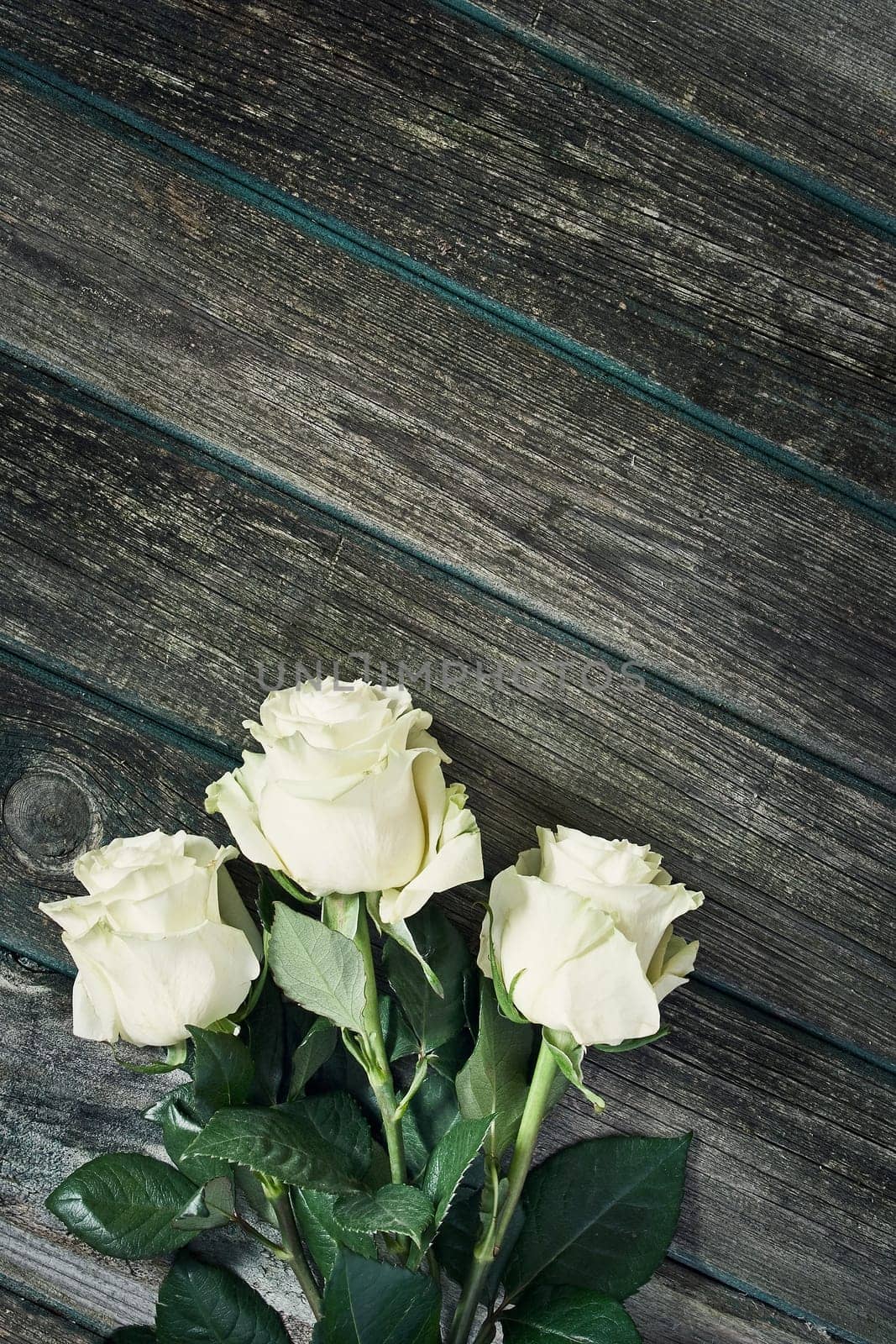 white roses on old weathered wooden background