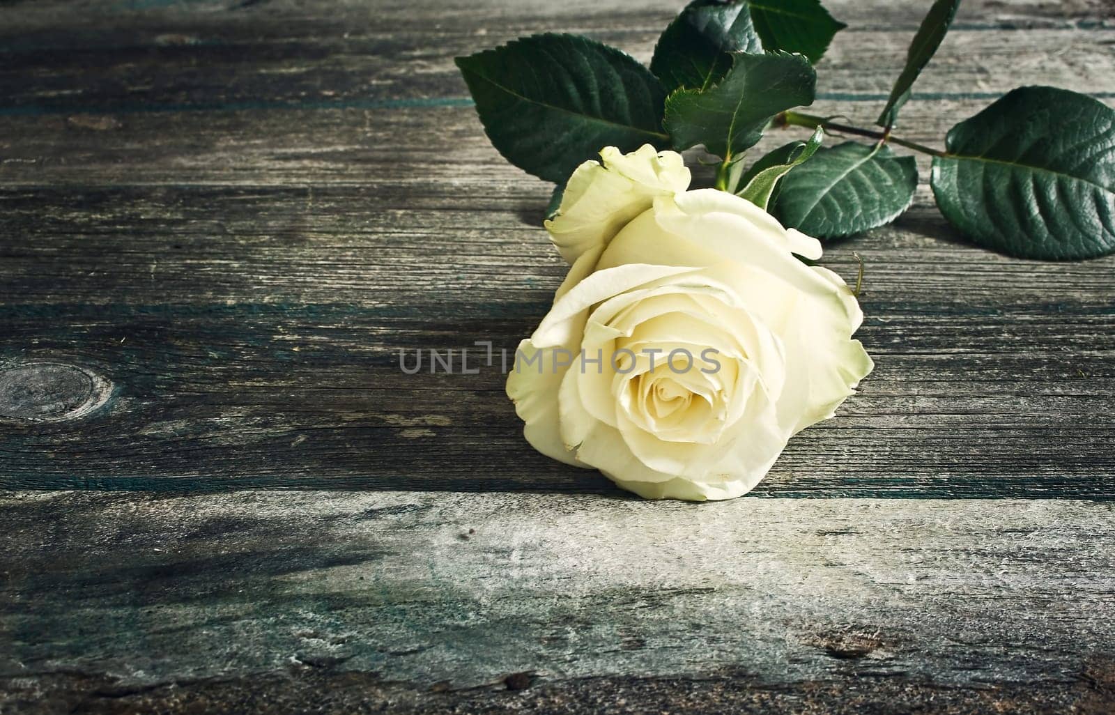 white roses on old weathered wooden background