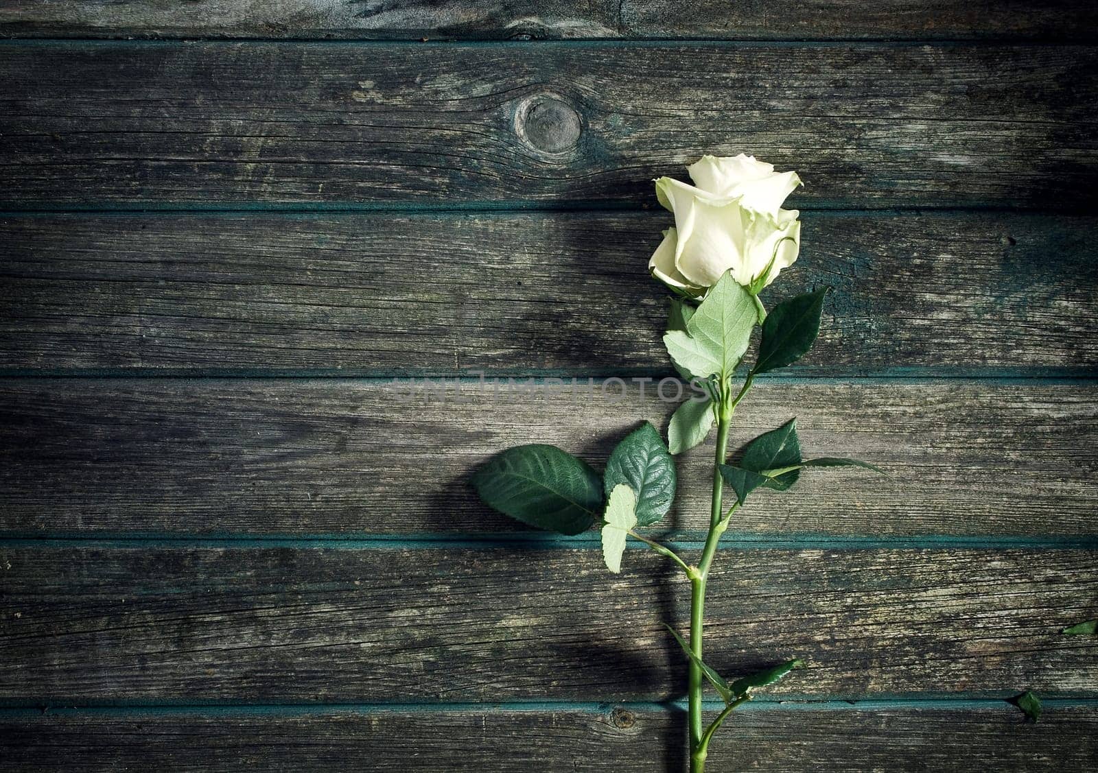 white roses on old weathered wooden background