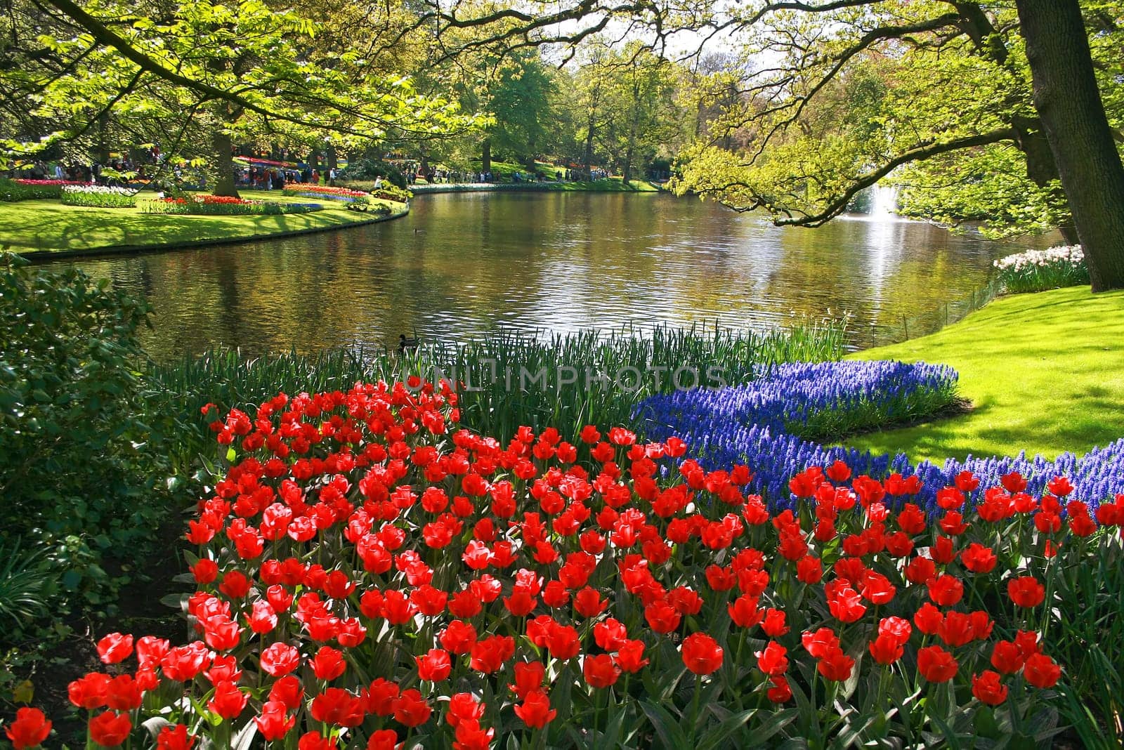 Spring flowers in parkSpring flowers in park with beautiful tulips