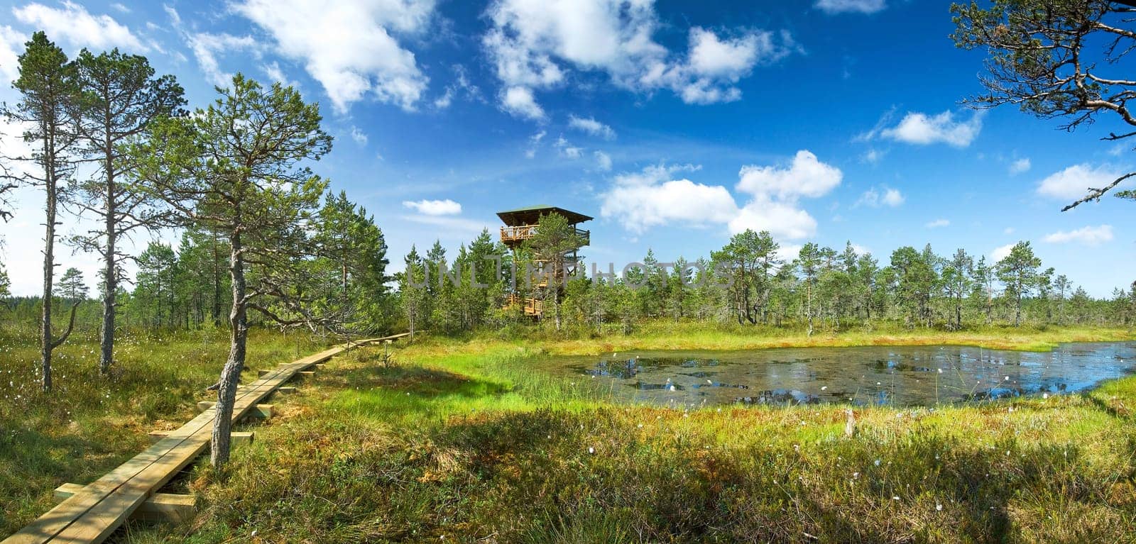 Panoramic view to Viru bogs in summer
