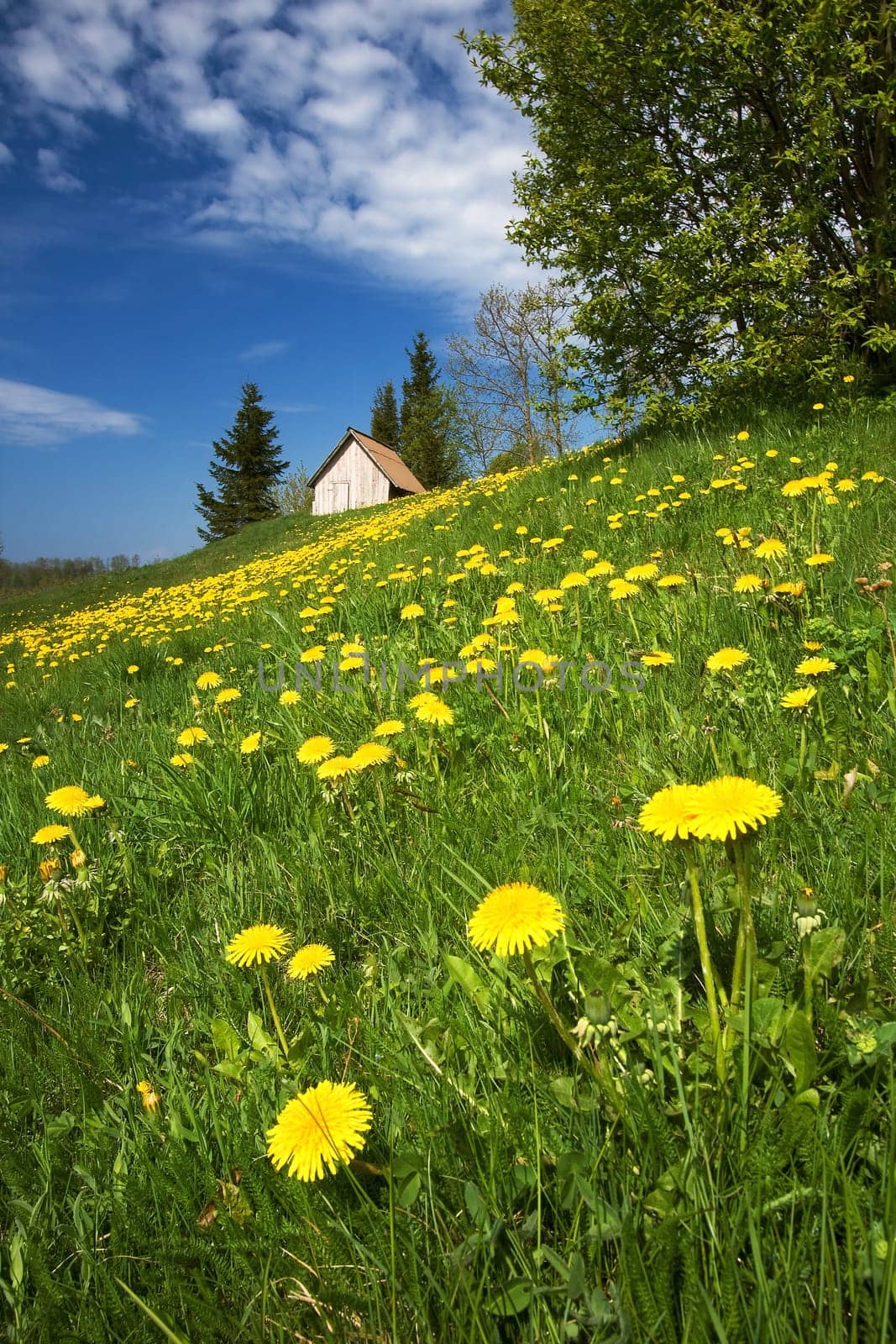 Field of dandelions with a small hut on the background