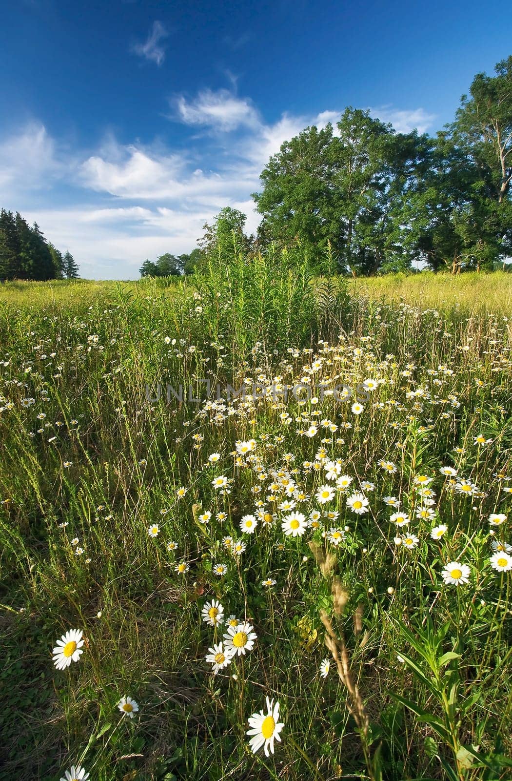 Field with many chamomile flowers growing wild