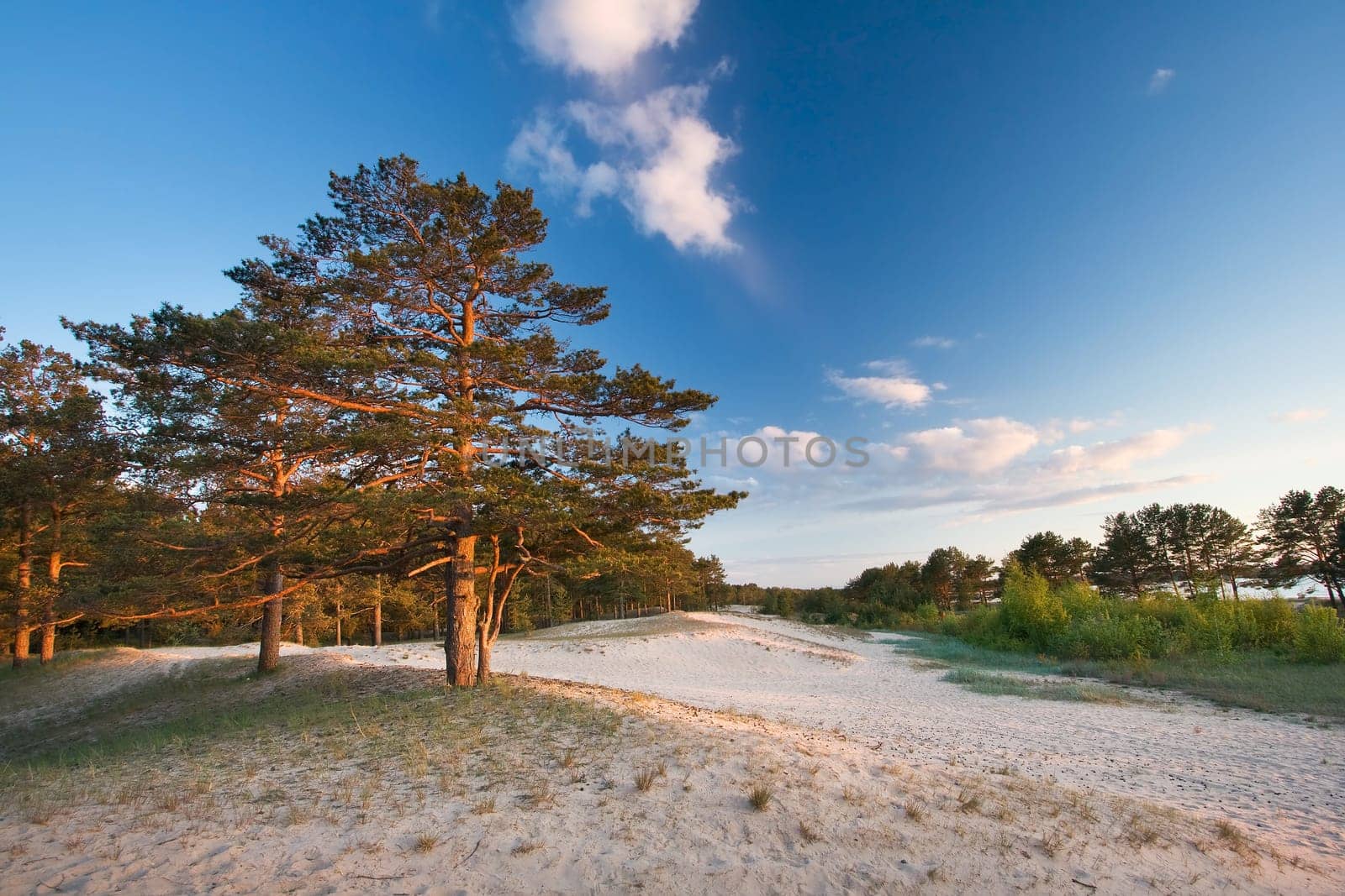 Pines on the seaside in evening light in summer
