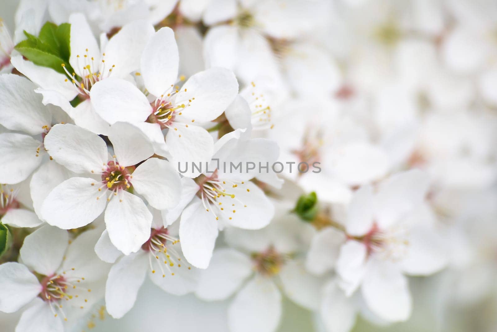 new white plum flowers background in spring