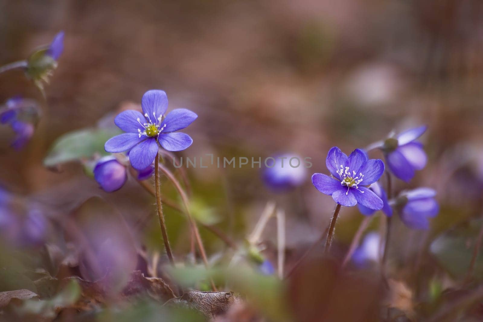 purple anemone hepatica flowers in early spring