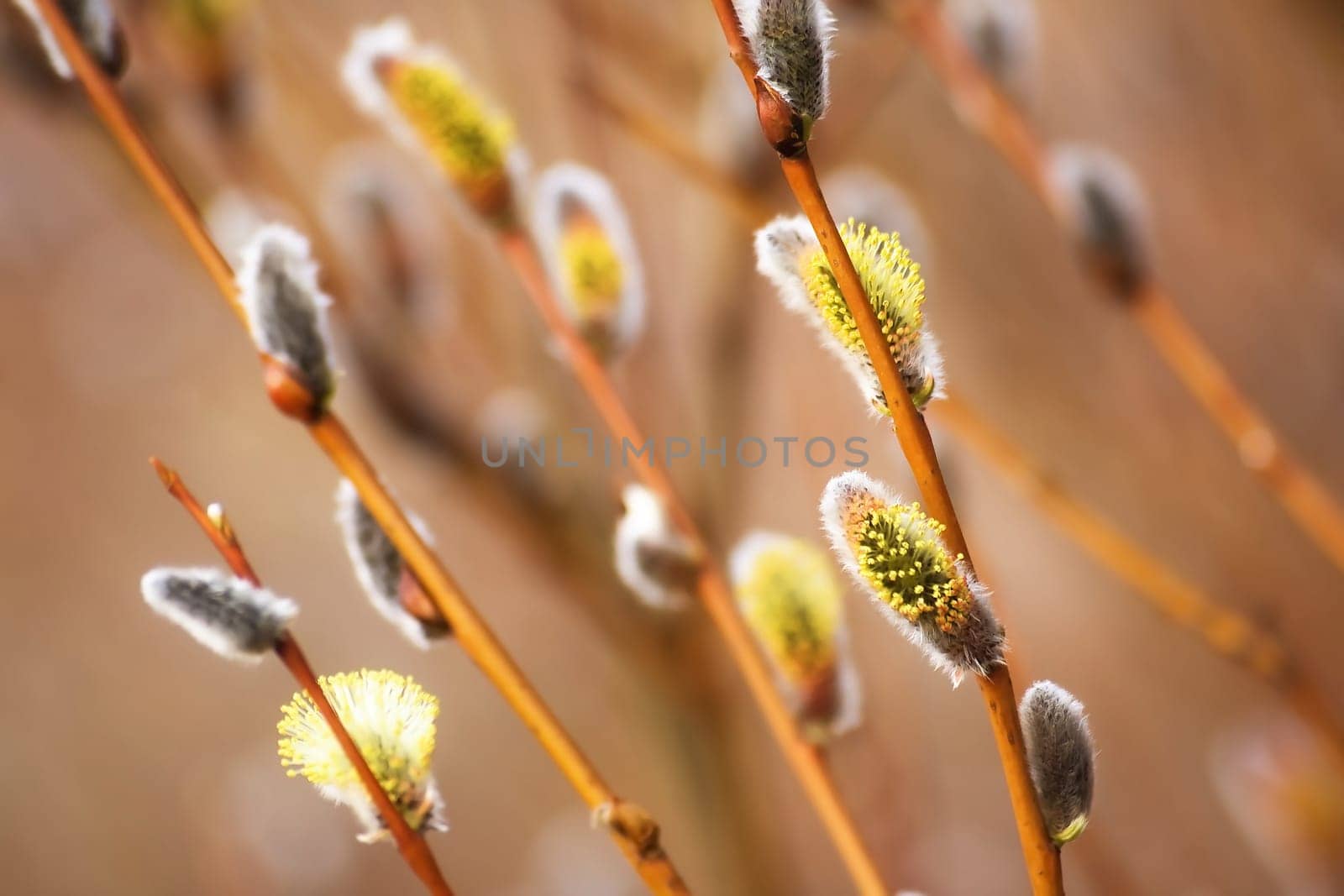 new buds in springtime with blurred background