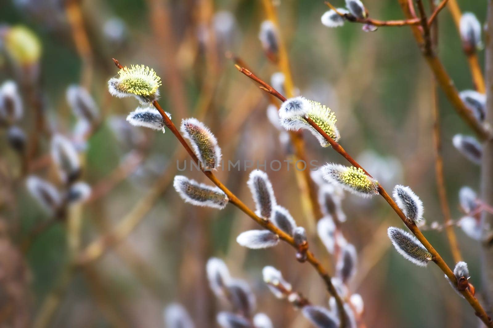 new buds in springtime with blurred background