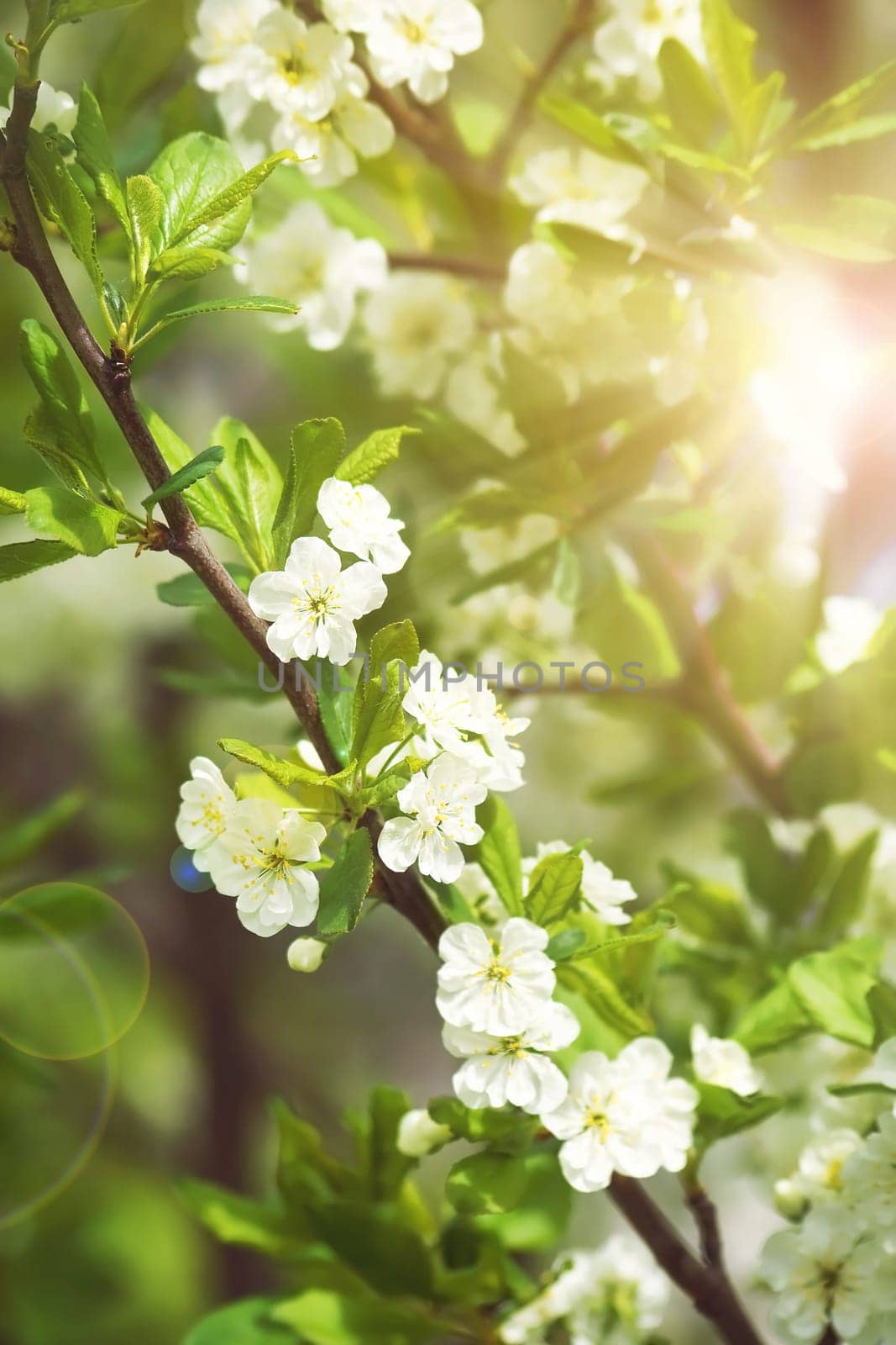 Plum blossoms with sunlight