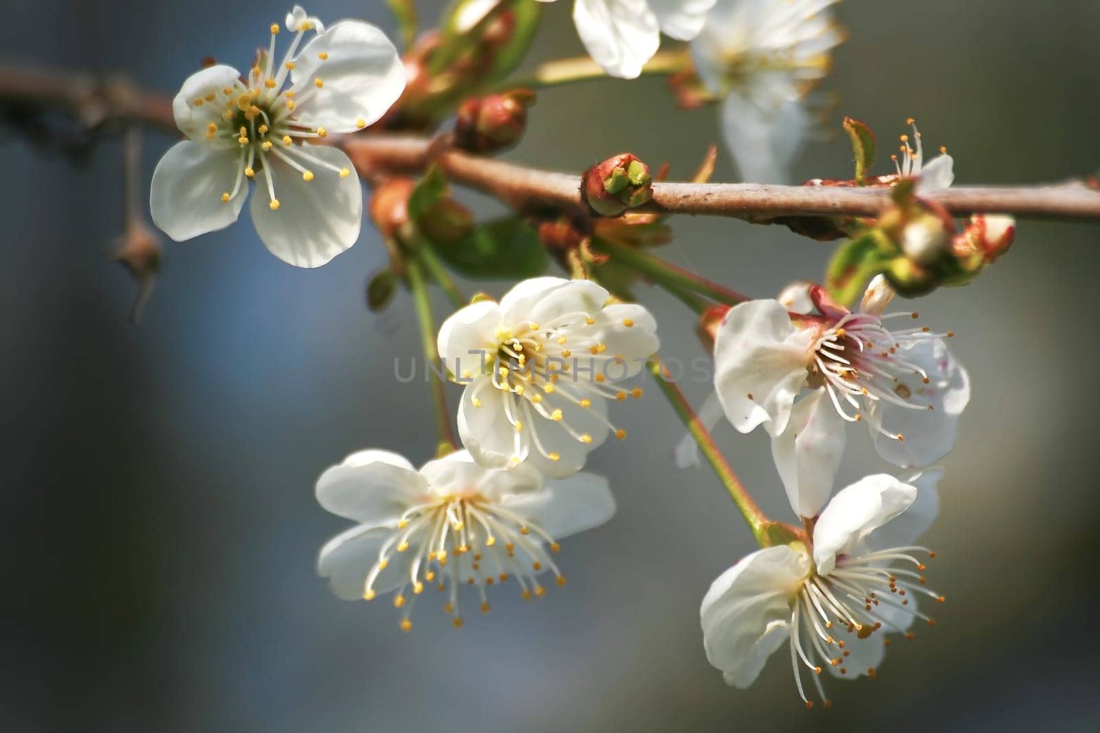 Cherry blossom
