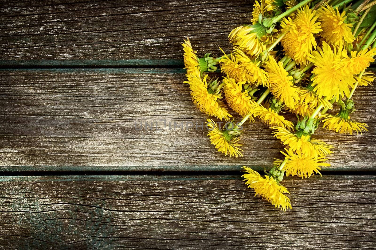 yellow dandelions on old textured wooden background