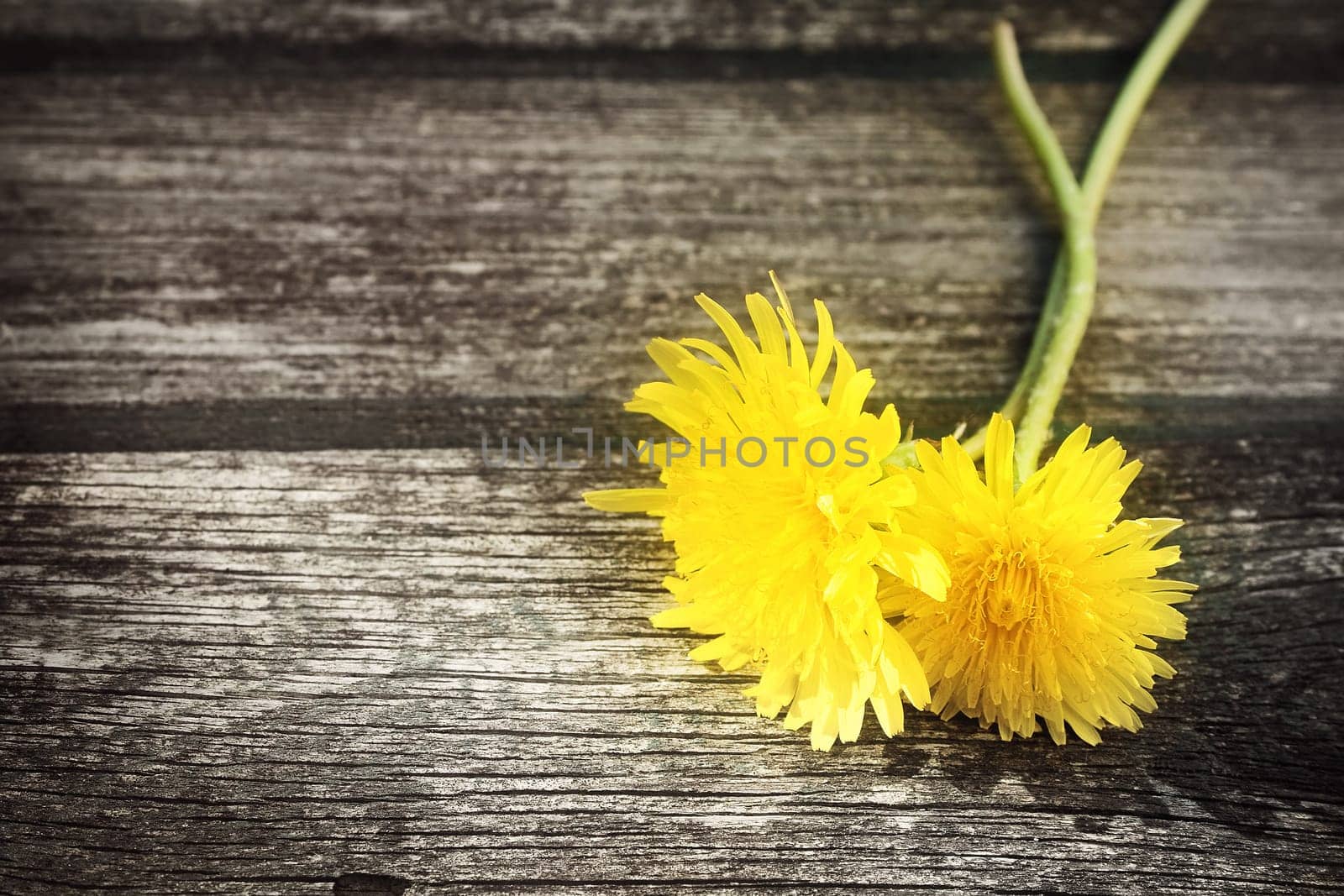 yellow dandelions on old textured wooden background