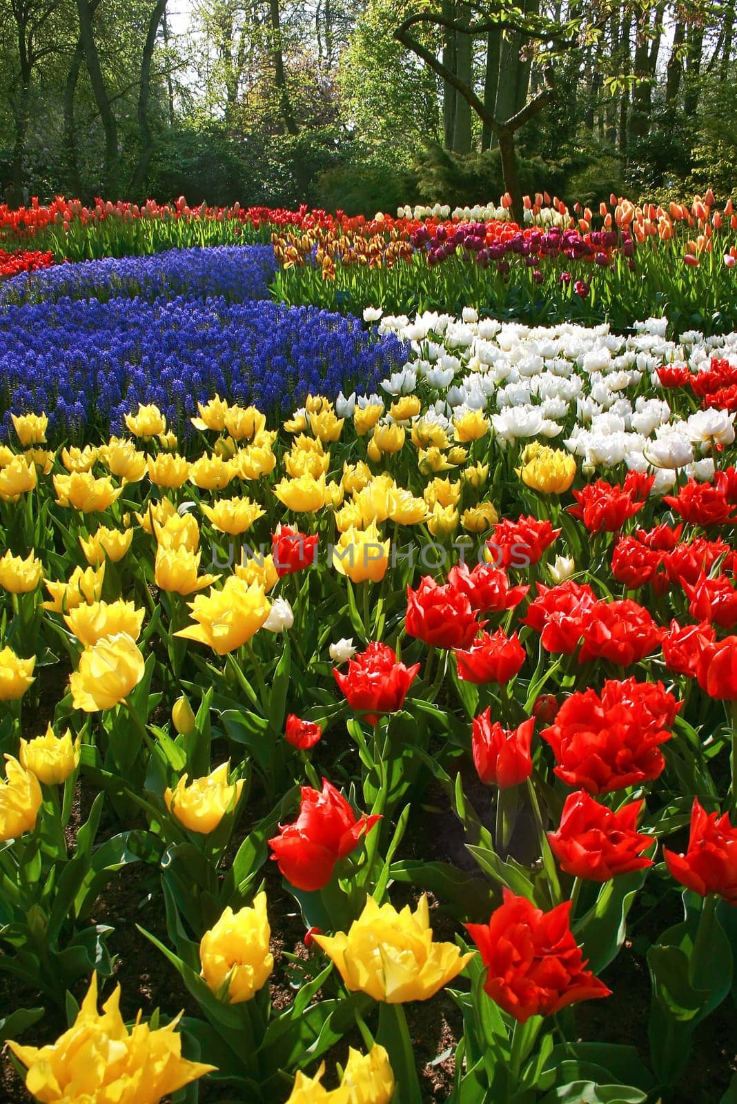 Spring flowers in park with beautiful tulips