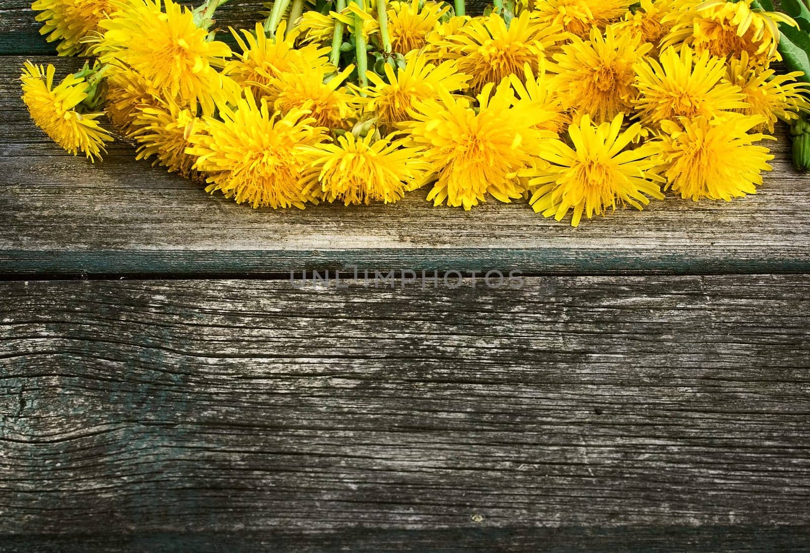yellow dandelions on old textured wooden background