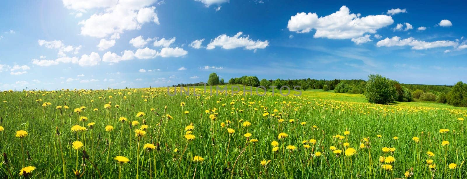 Field with dandelions and blue sky