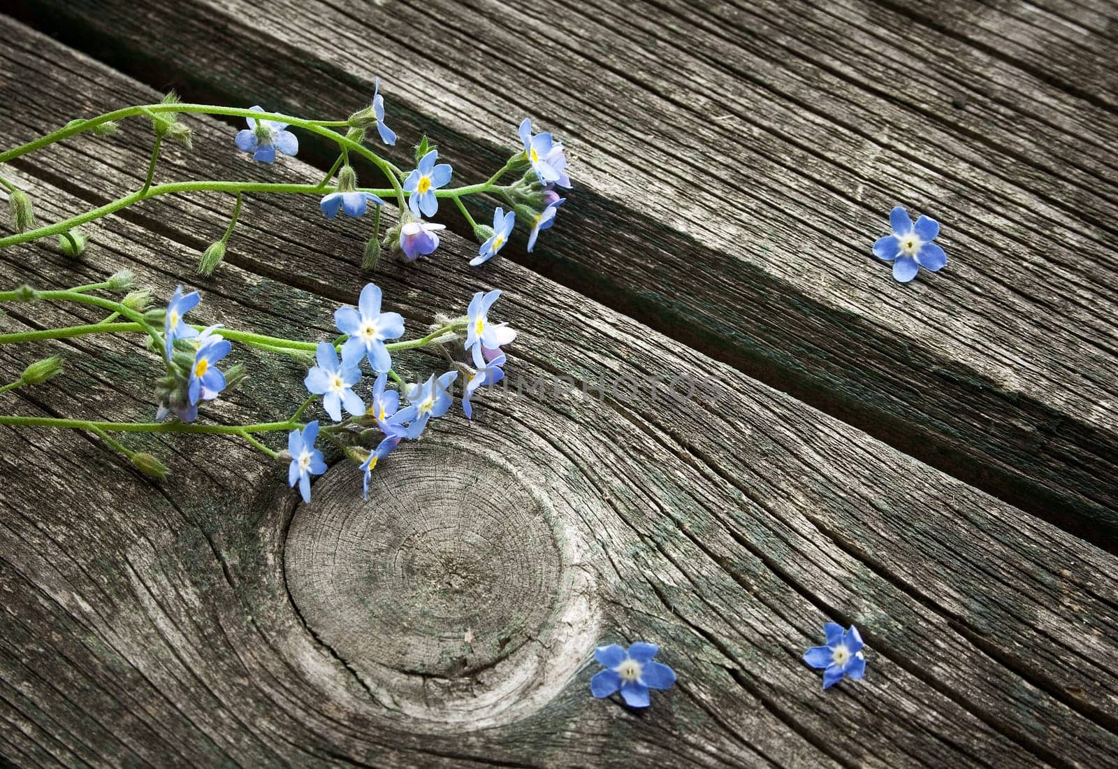 Forget-me-not flowers on old weathered wooden surface