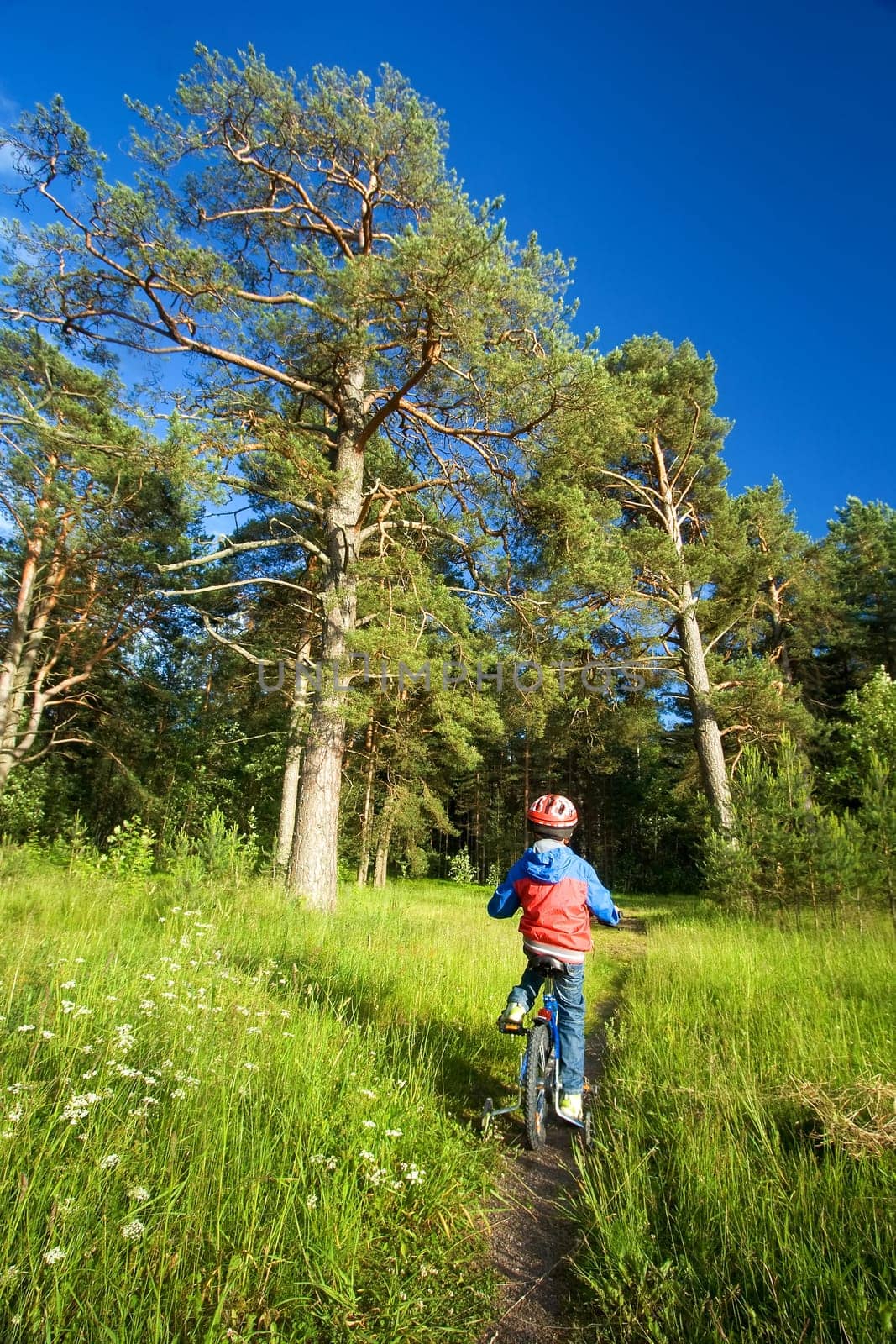 Boy on bike in helmet riding in the forest
