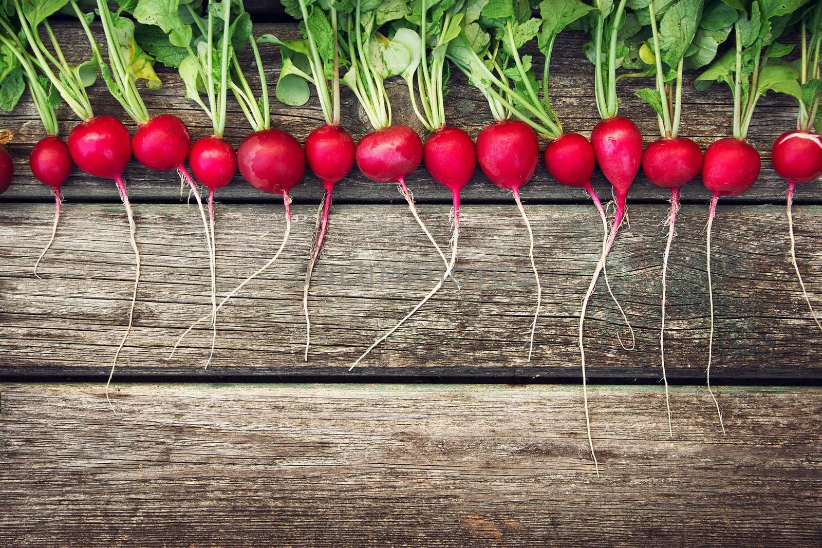 fresh ripe radish on old wooden background