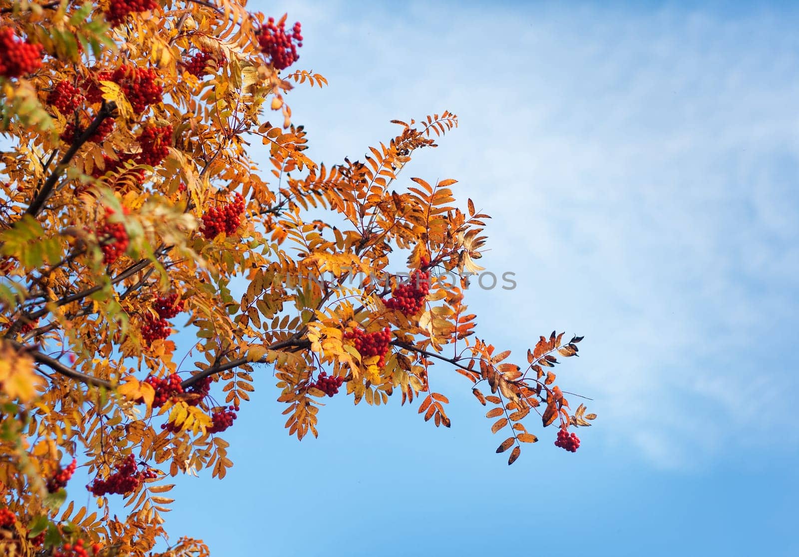 Rowan tree branches with berries in autumn