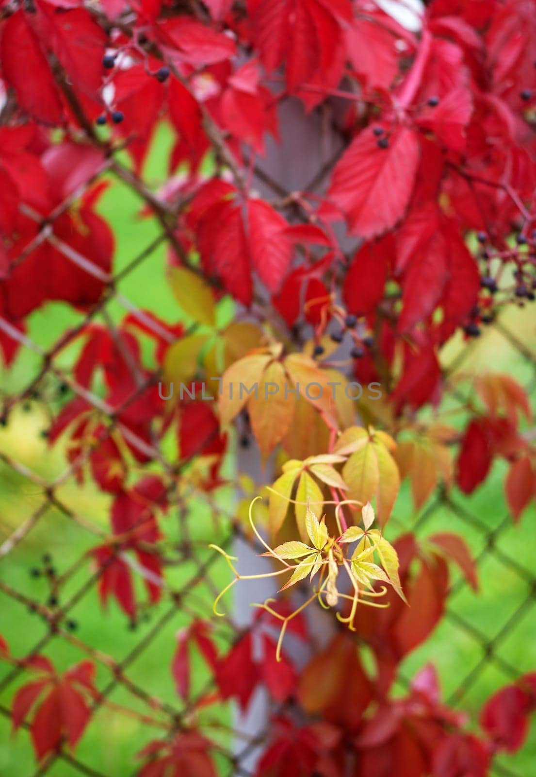 red ivy leaves hanging on old fence