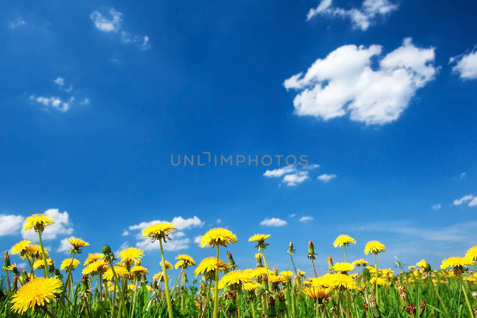 Field with yellow dandelions and blue sky