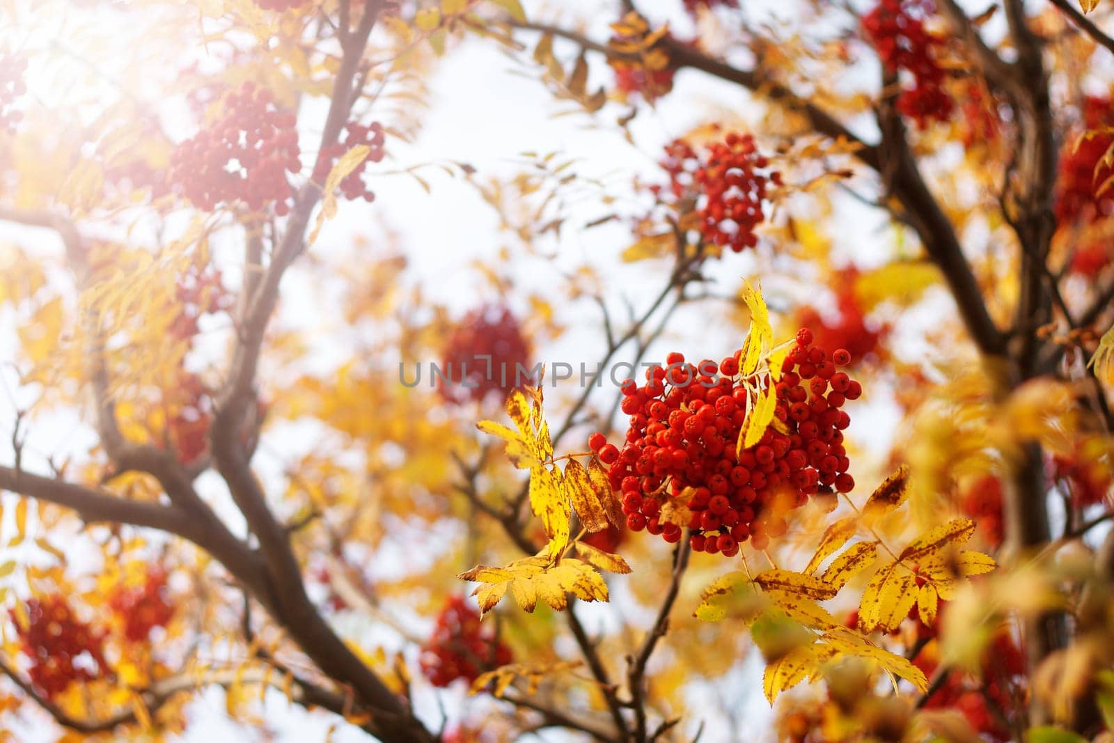 Rowan tree branches with berries in autumn